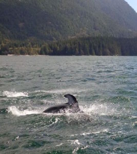 Dolphin diving in ocean