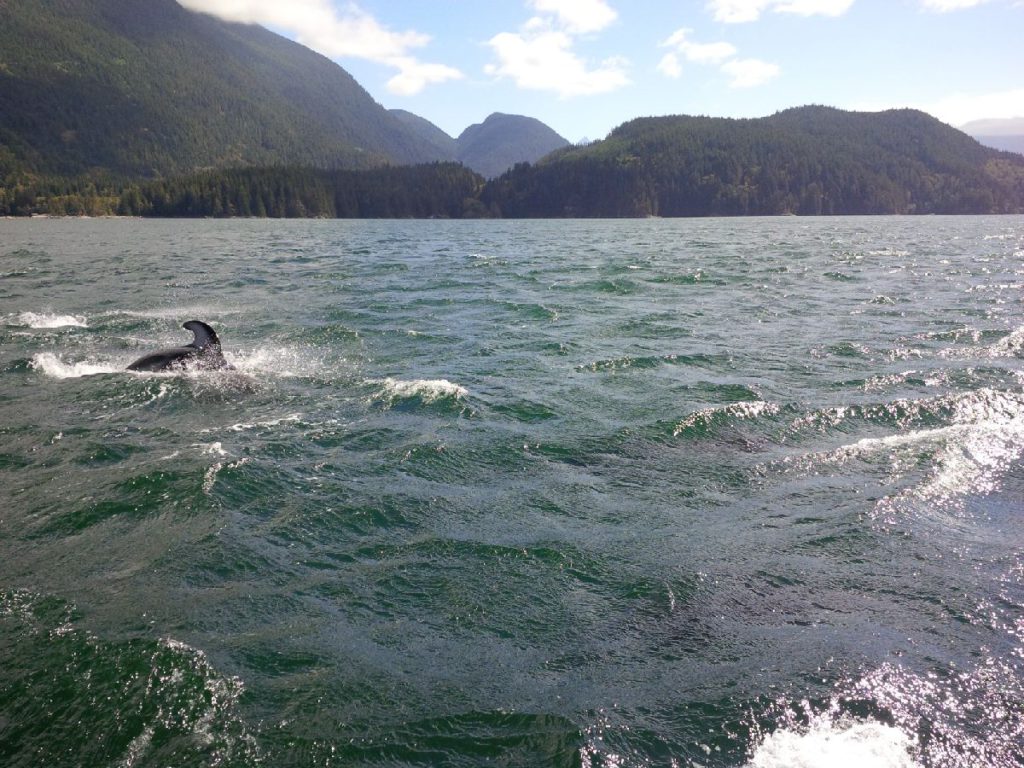 2016 July 30 Dolphins Campbell River BC