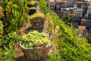 Grapes collected in baskets along Italian cliffside