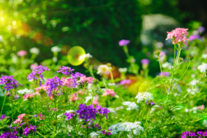 Soft focus of pink and purple flowers blooming in a field